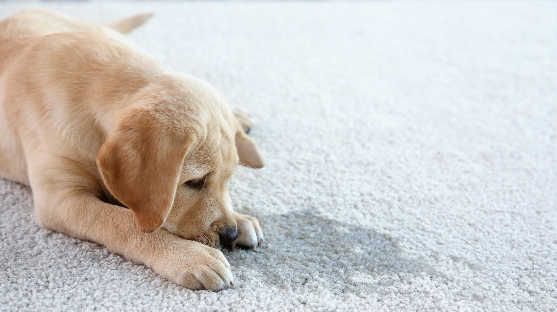 Stains & Odor Removal