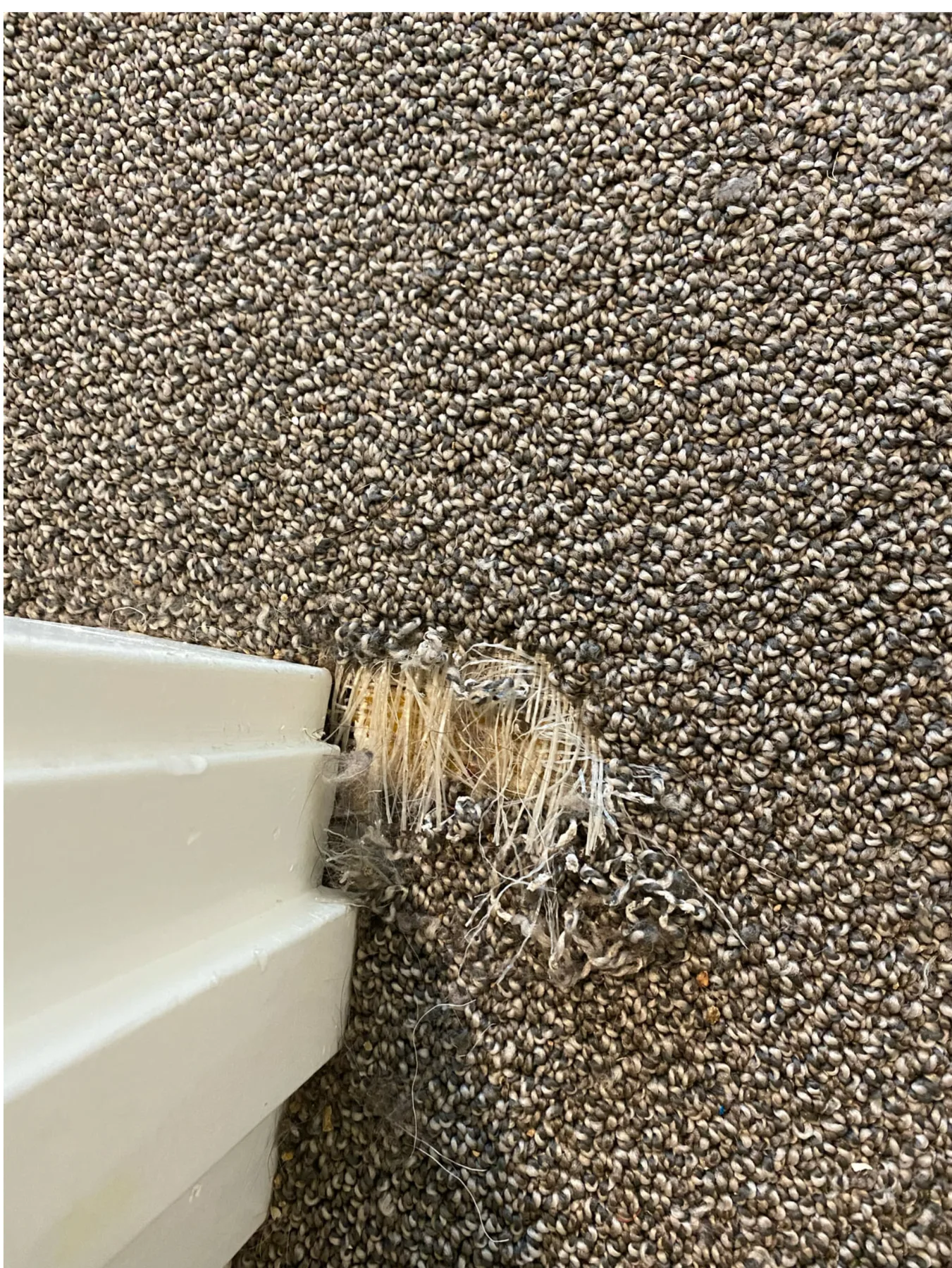 Frayed carpet damage beside a doorway before repair