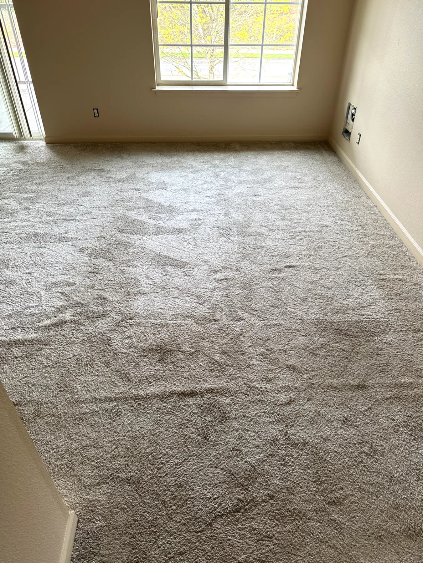 Ripples across living and dining room carpet before stretching
